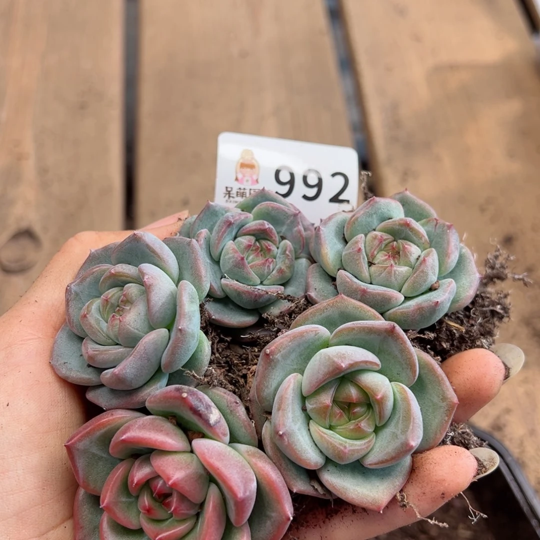 多肉植物多肉植物