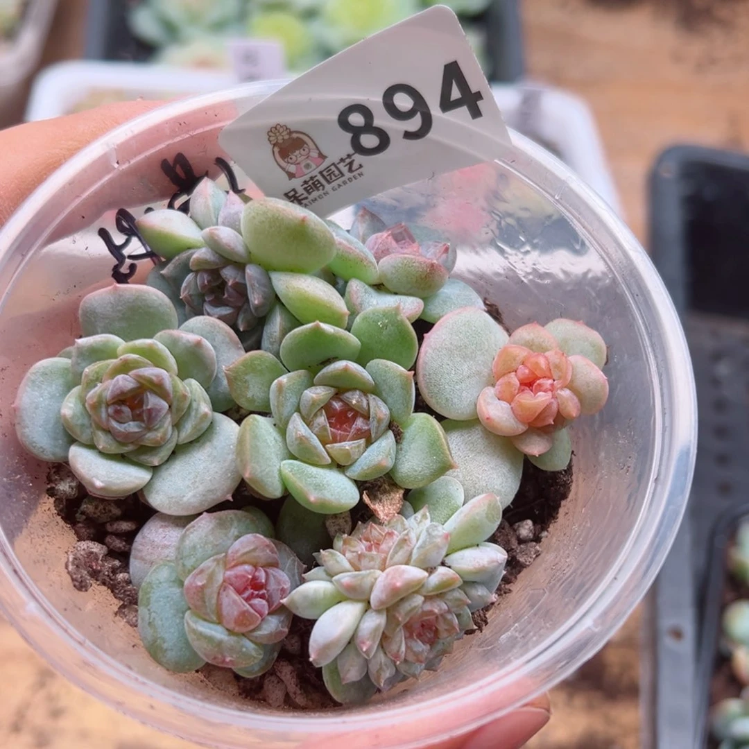 多肉植物多肉植物