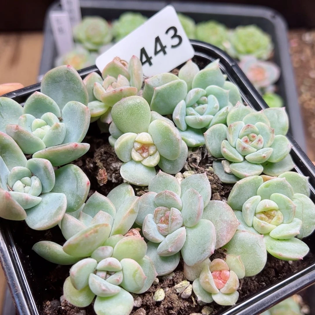 多肉植物多肉植物