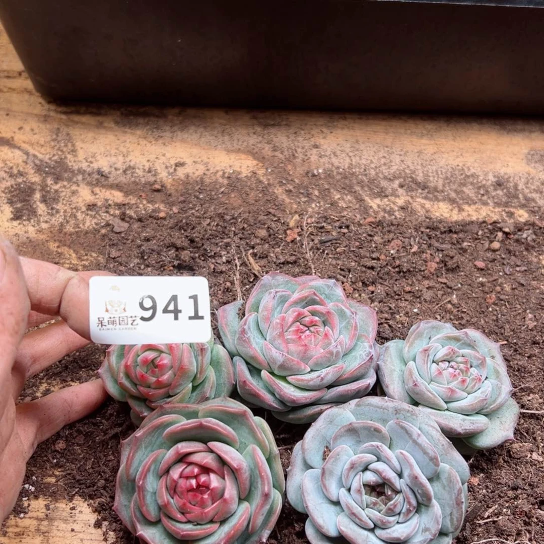 多肉植物多肉植物