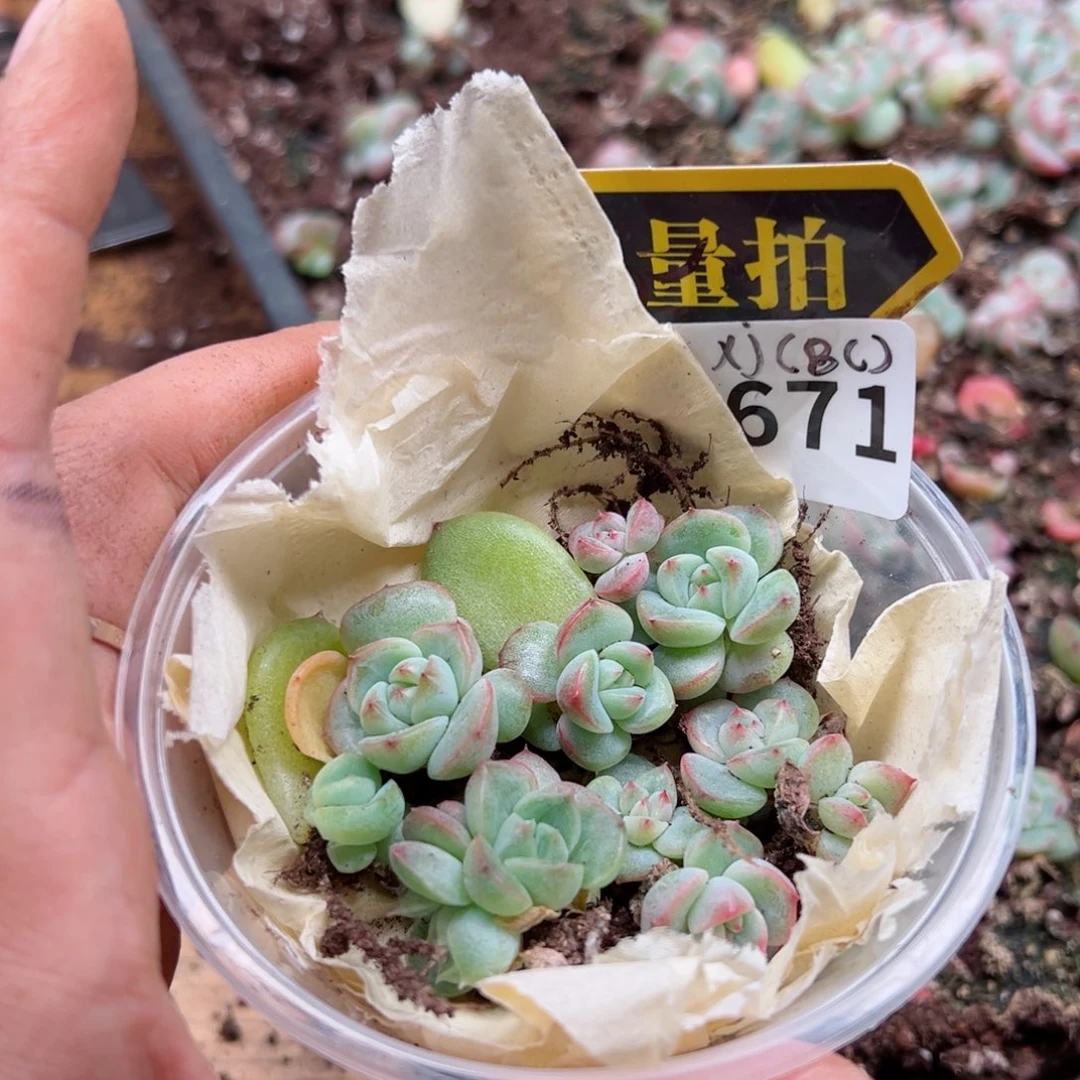 多肉植物多肉植物