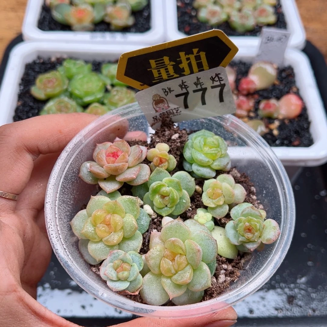 多肉植物多肉植物