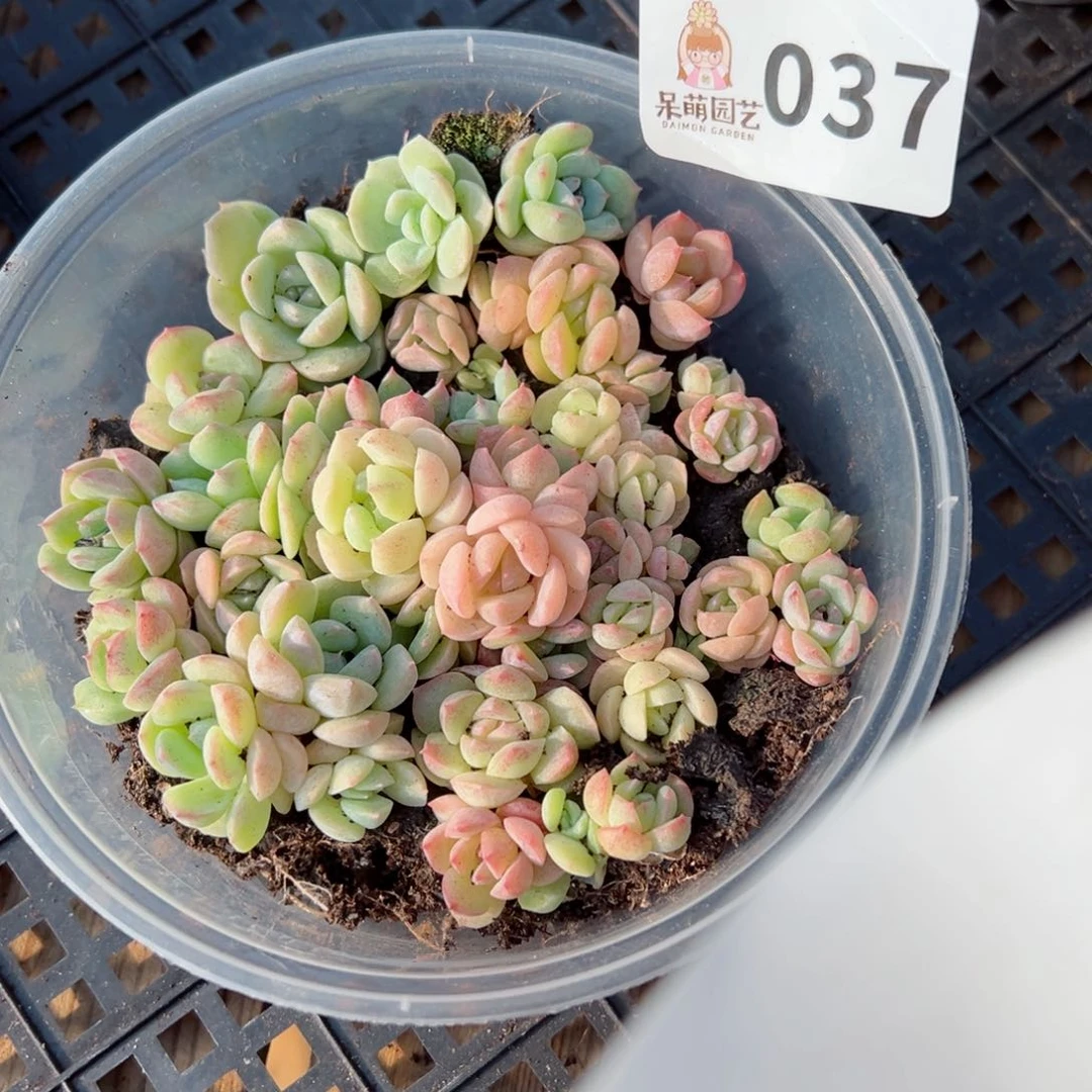 多肉植物多肉植物
