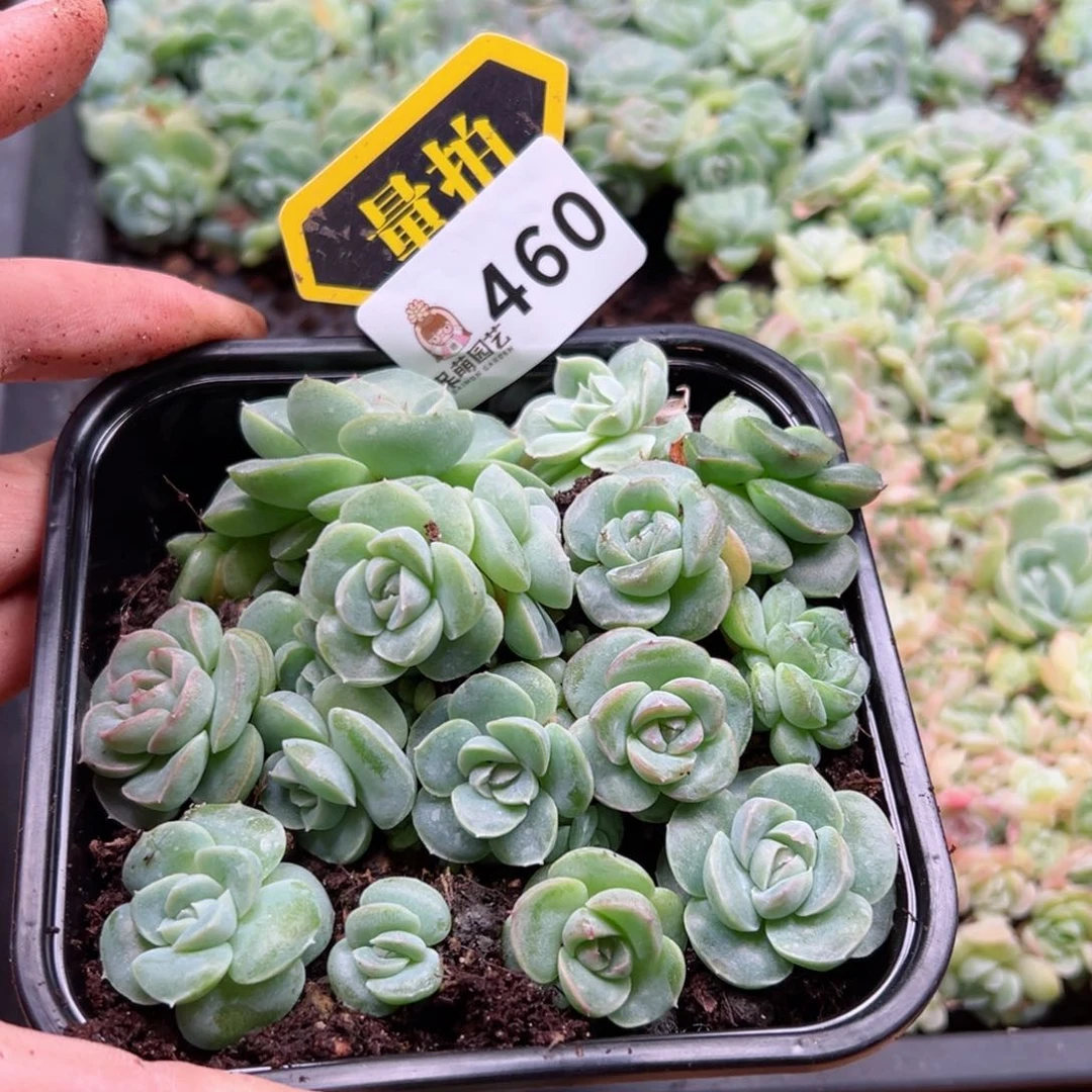 多肉植物多肉植物