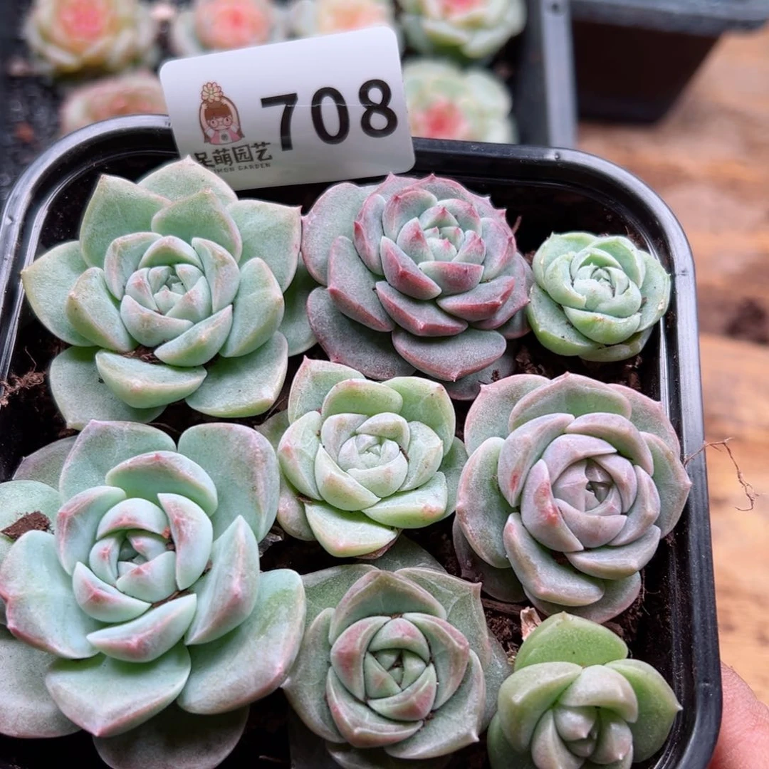 多肉植物多肉植物