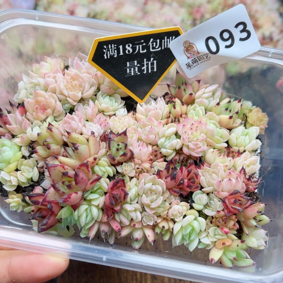 【闪购商品】多肉植物