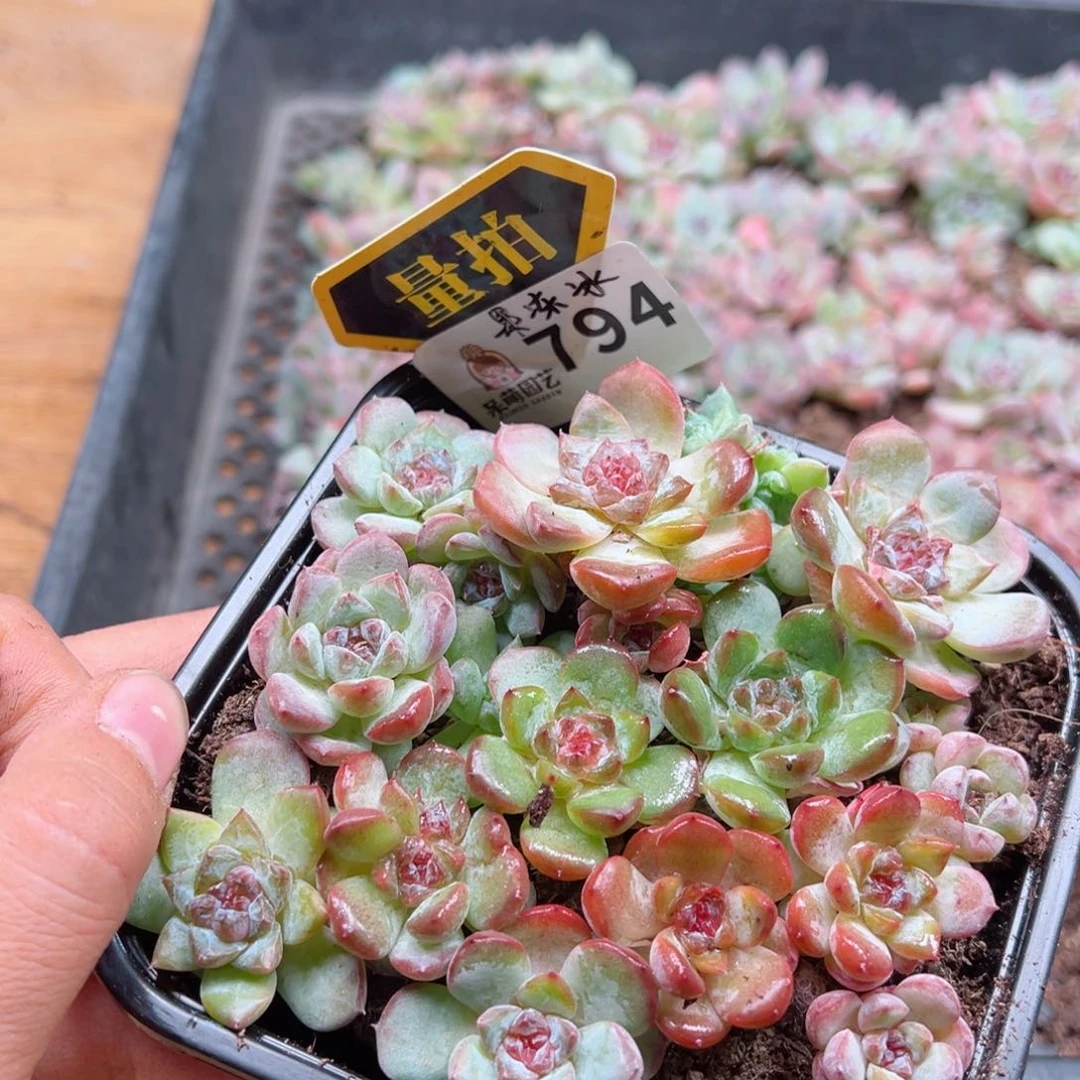 多肉植物多肉植物x