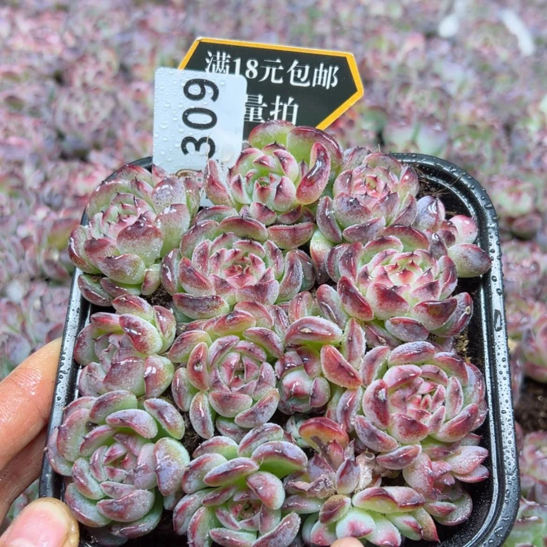 【闪购商品】多肉植物