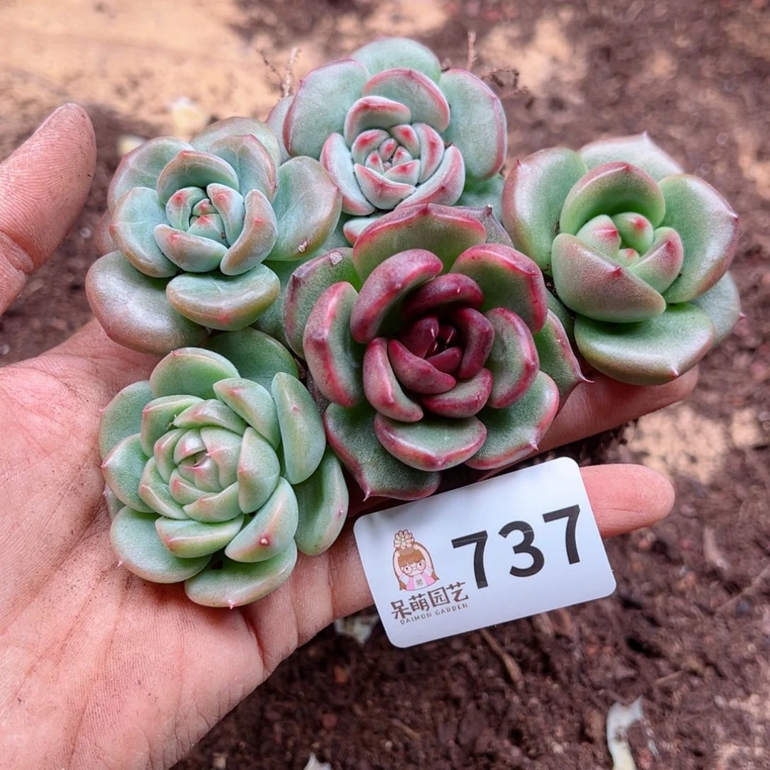多肉植物多肉植物