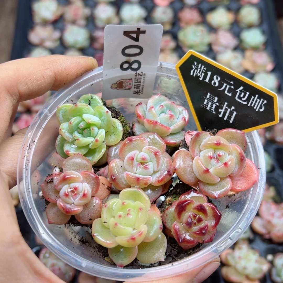 【闪购商品】多肉植物