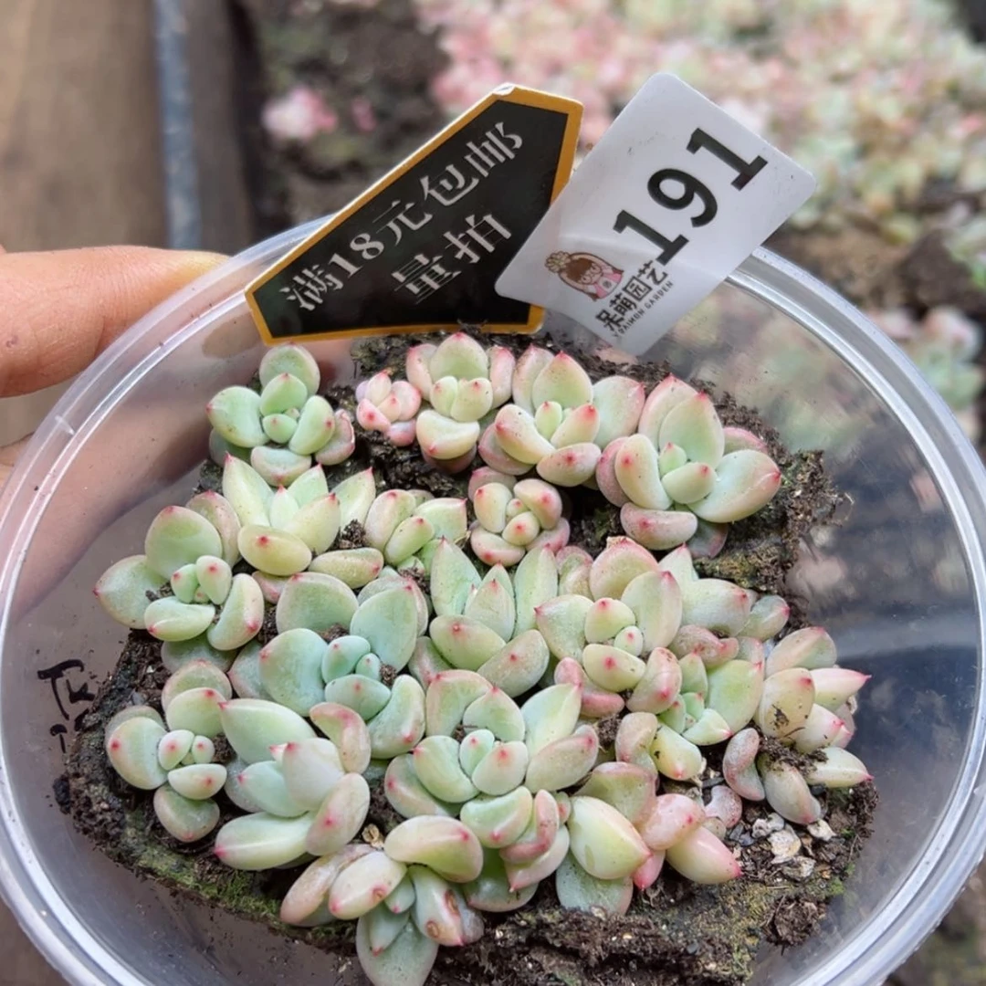 【闪购商品】多肉植物