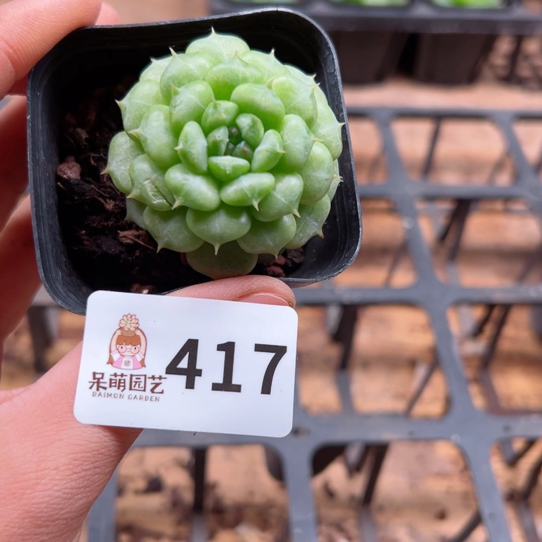 多肉植物多肉植物