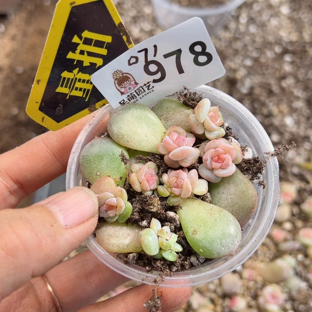 多肉植物多肉植物