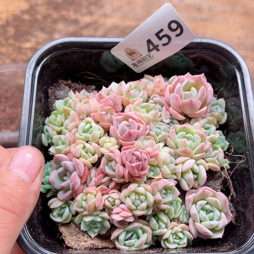 多肉植物多肉植物