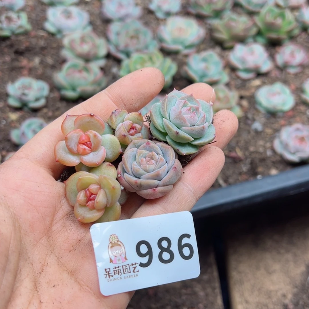 唐*多肉植物多肉植物