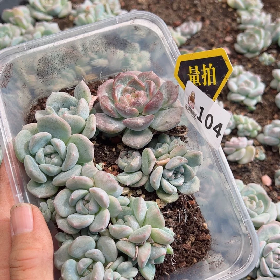 多肉植物多肉植物