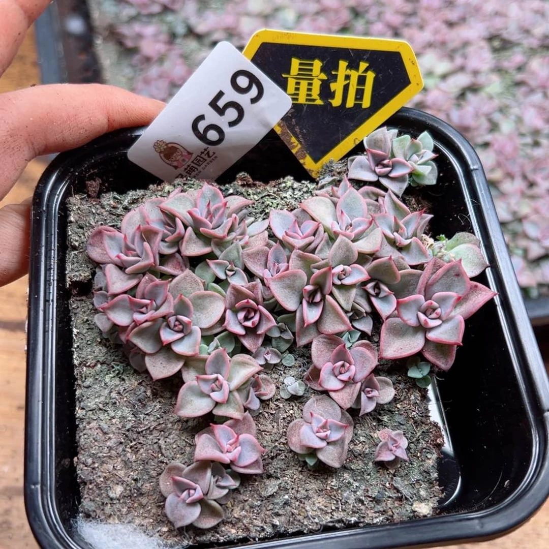 多肉植物多肉植物