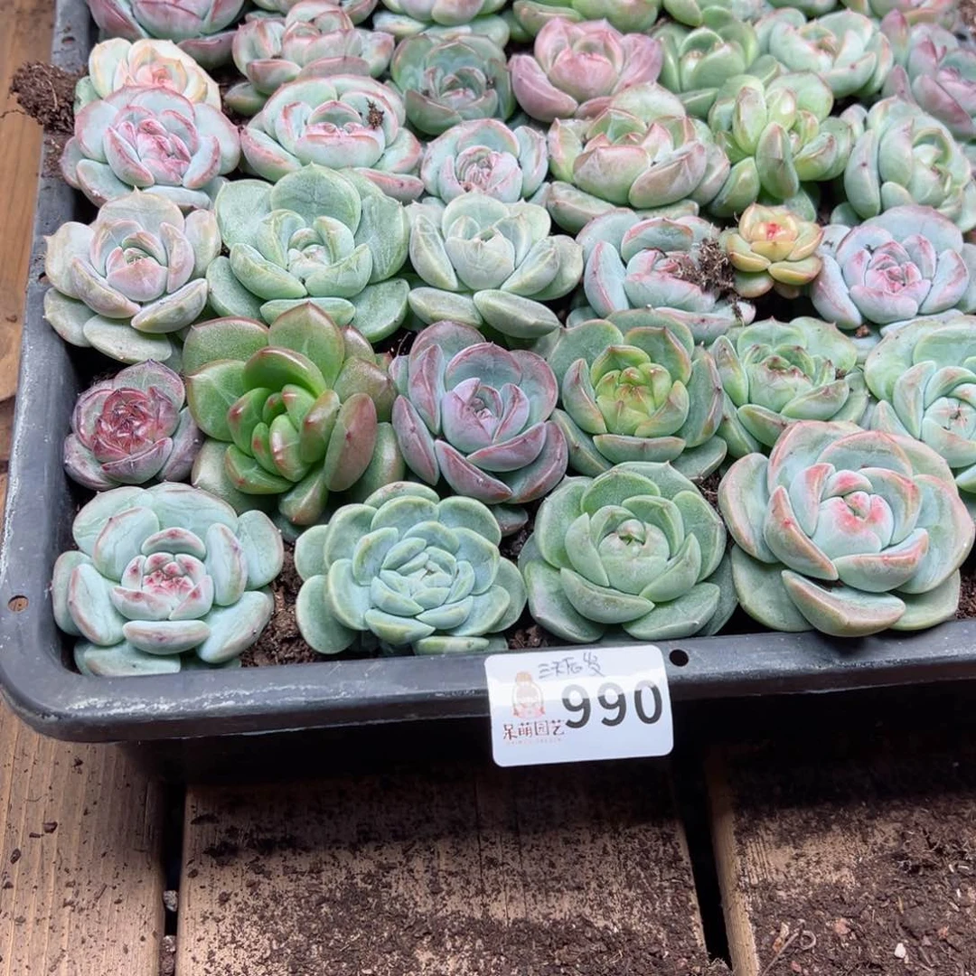 桫*多肉植物多肉植物