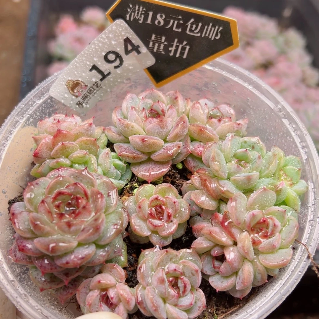 【闪购商品】多肉植物