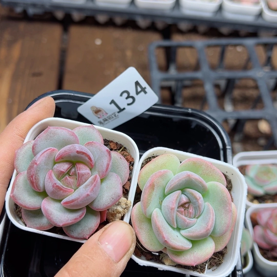 多肉植物多肉植物