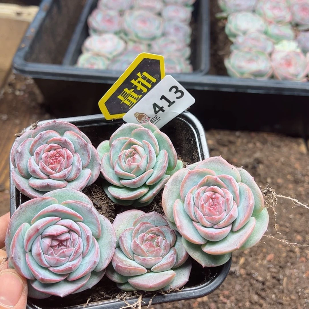 多肉植物多肉植物