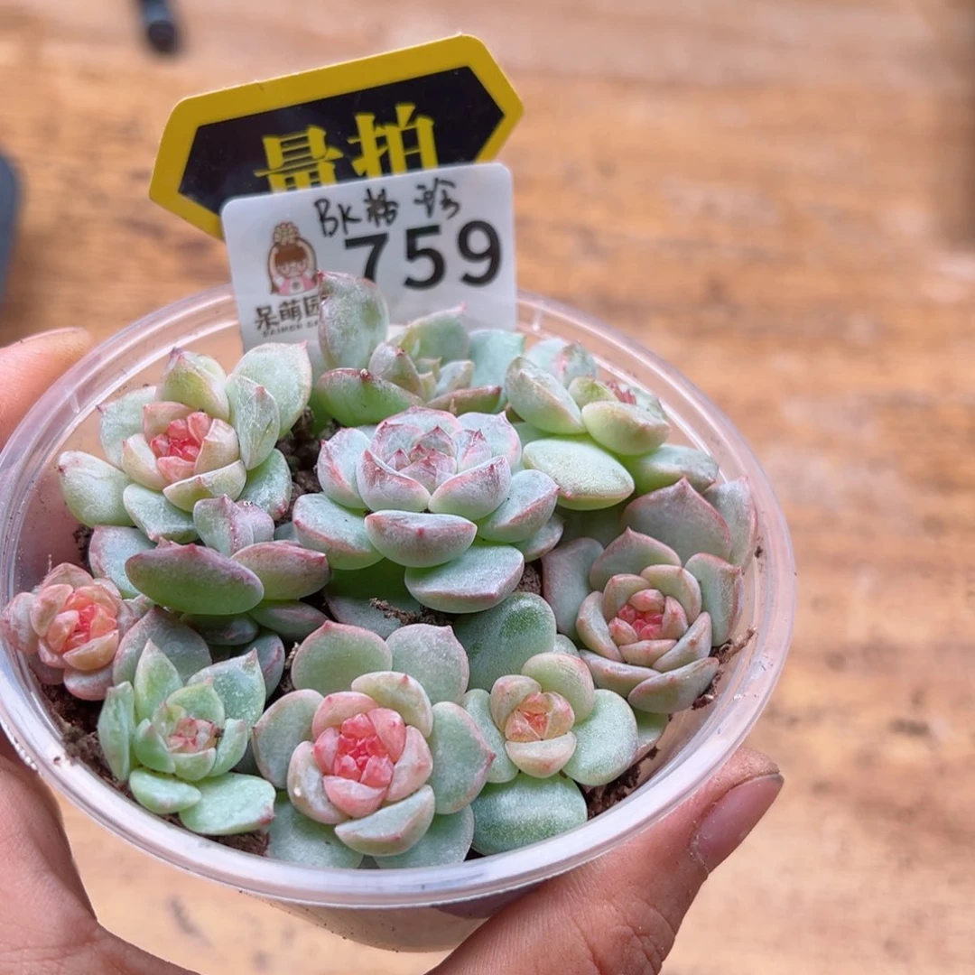 多肉植物多肉植物