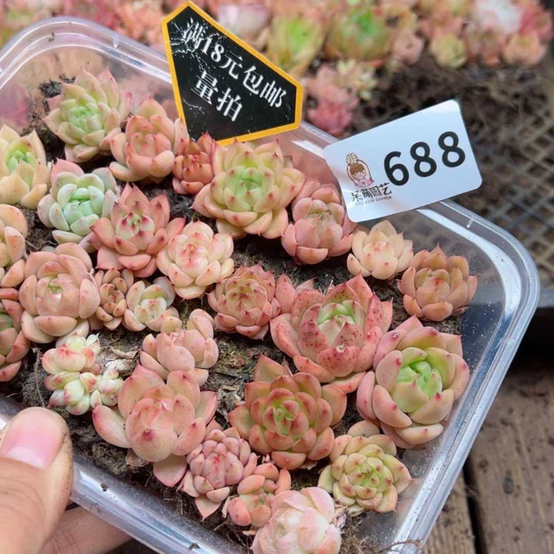 【闪购商品】多肉植物