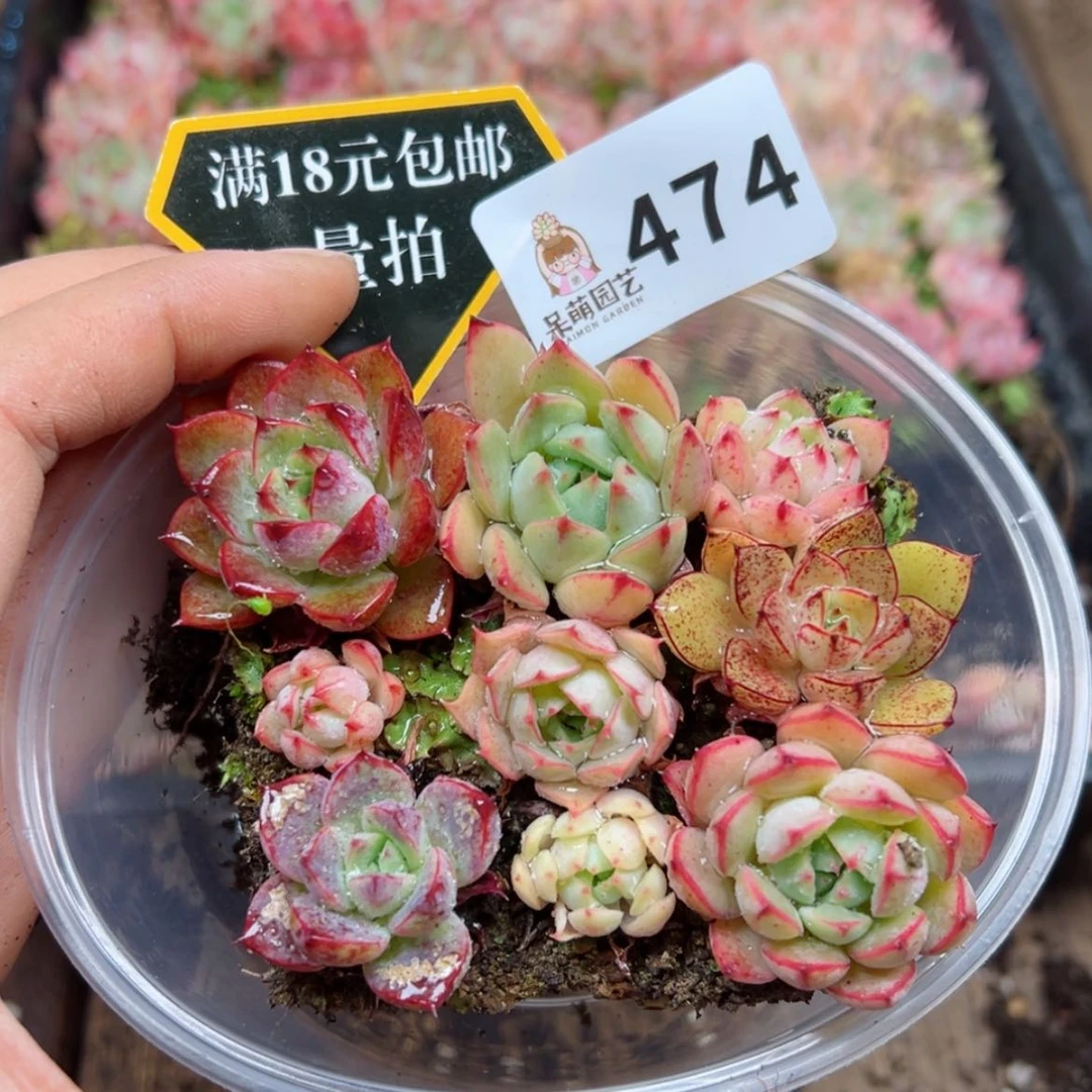 【闪购商品】多肉之物