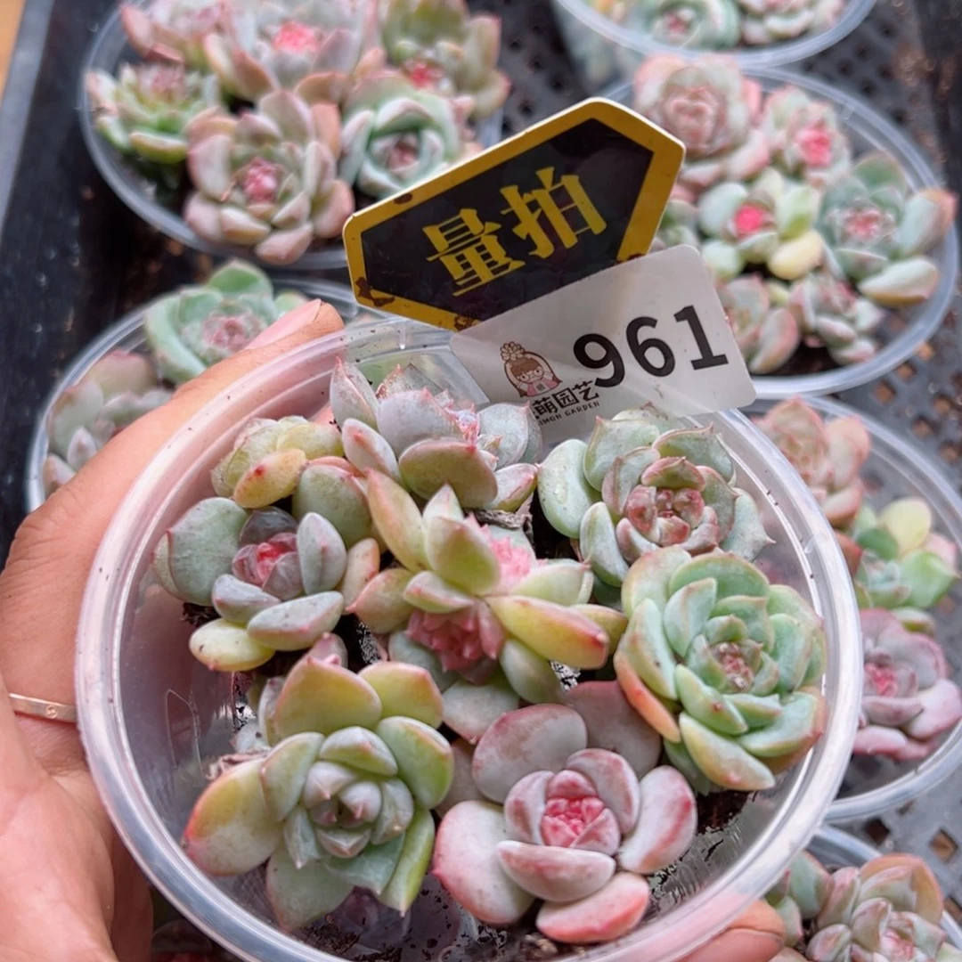 多肉植物多肉植物