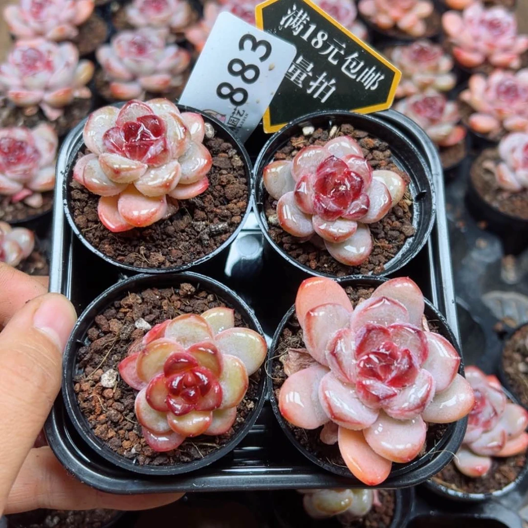 【闪购商品】多肉植物