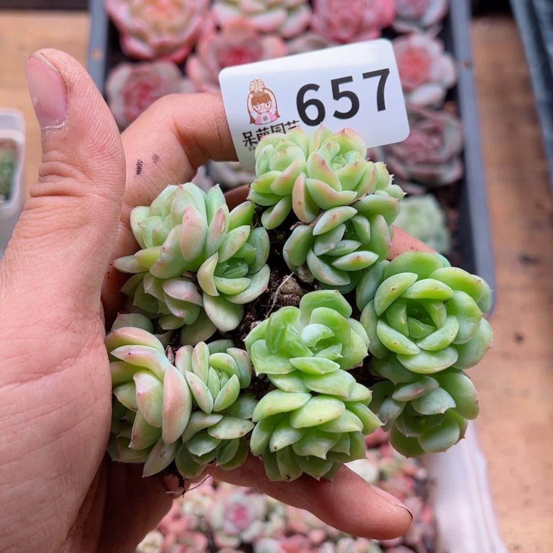 多肉植物多肉植物