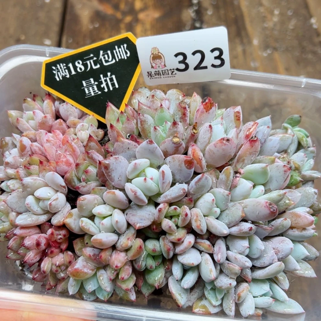 【闪购商品】多肉植物