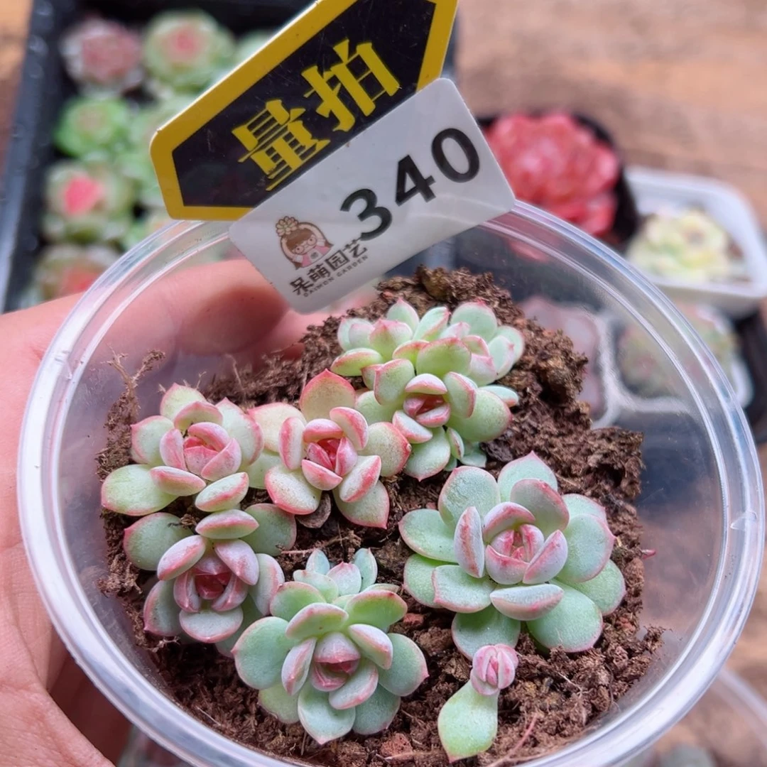 多肉植物多肉植物