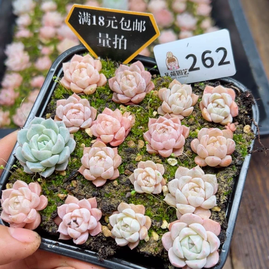 【闪购商品】多肉植物