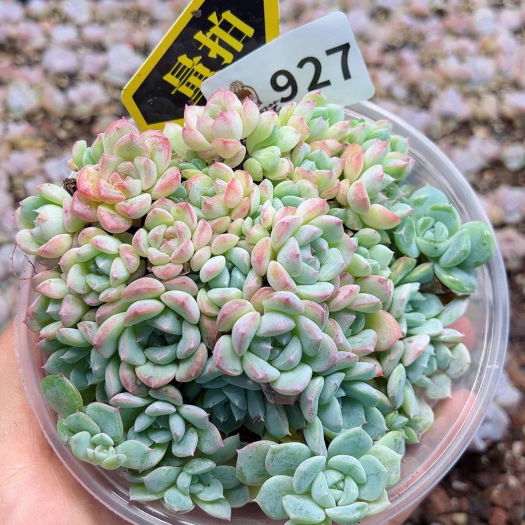 多肉植物多肉植物