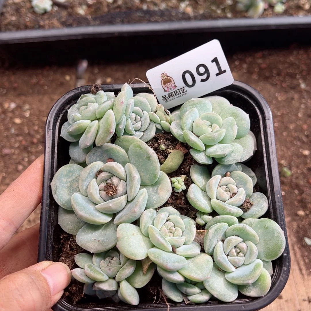 多肉植物多肉植物