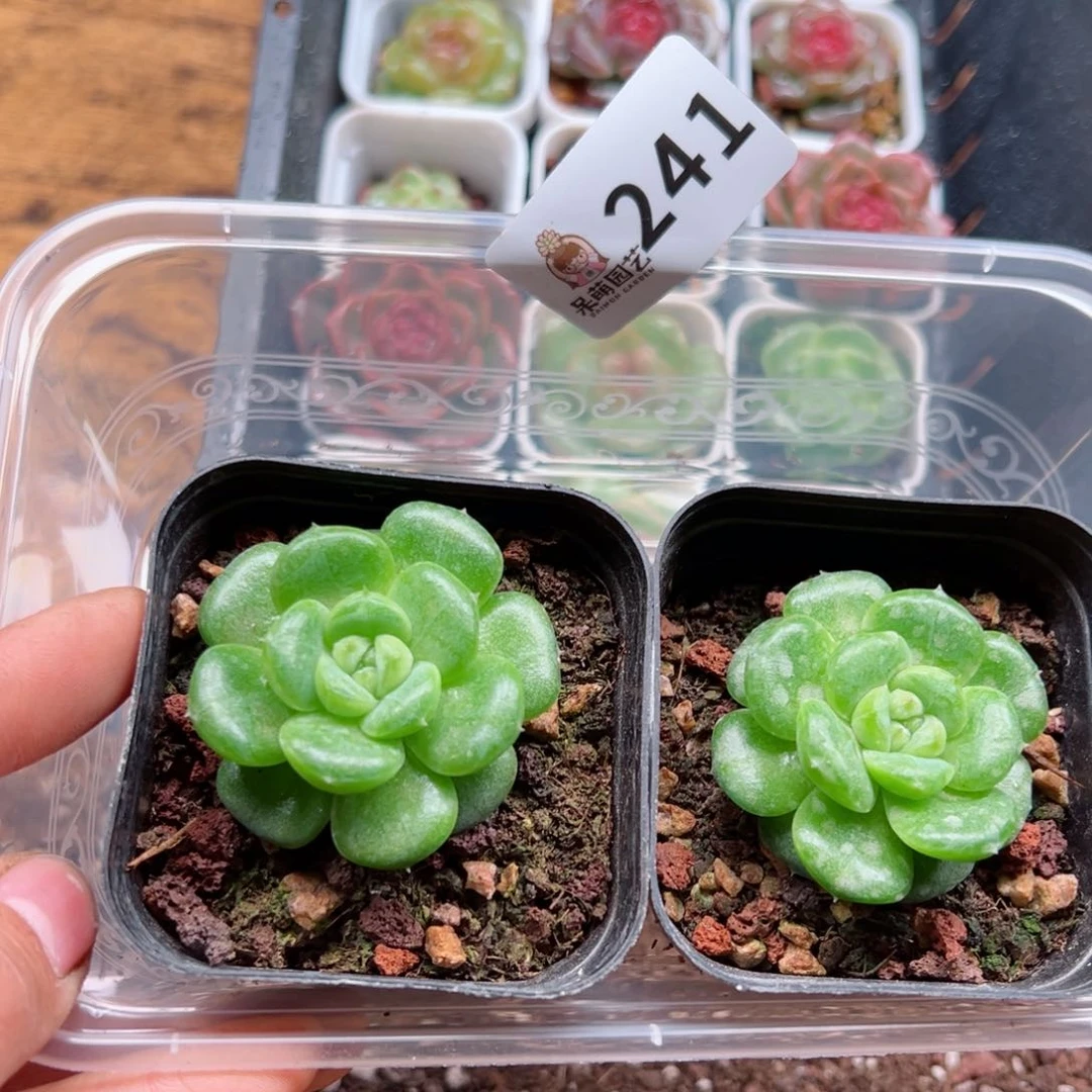 多肉植物多肉植物