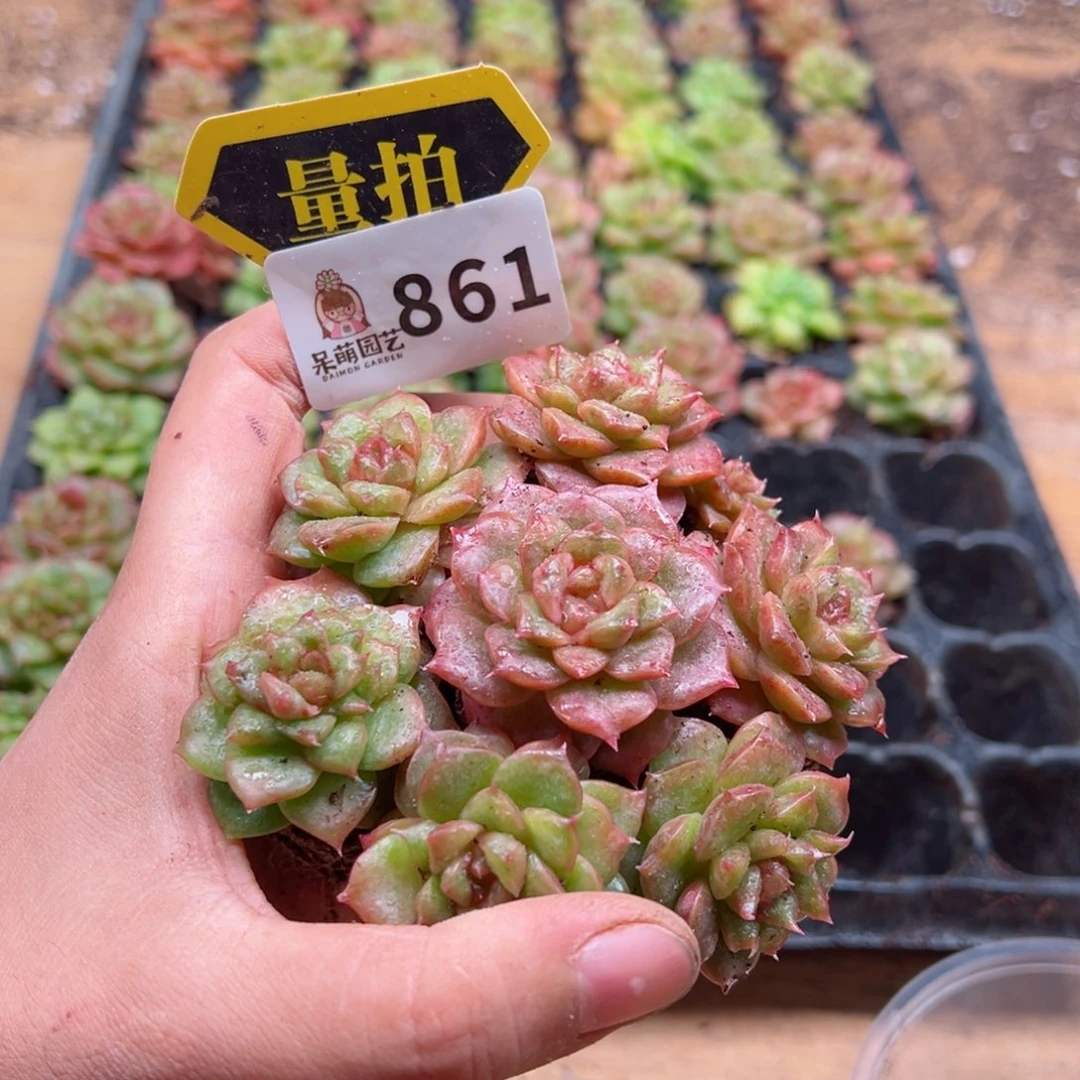 多肉植物多肉植物