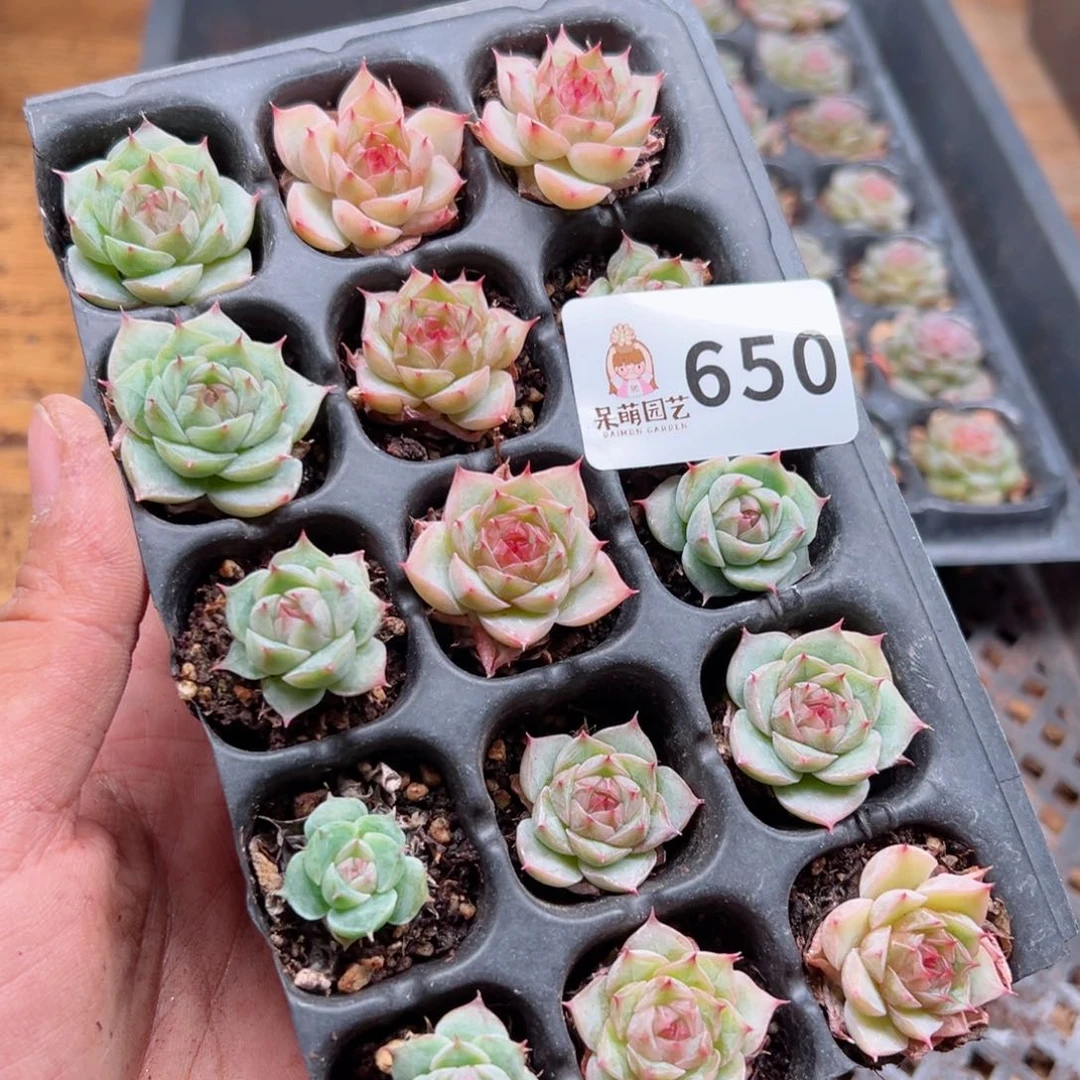 修****?多肉植物多肉植物