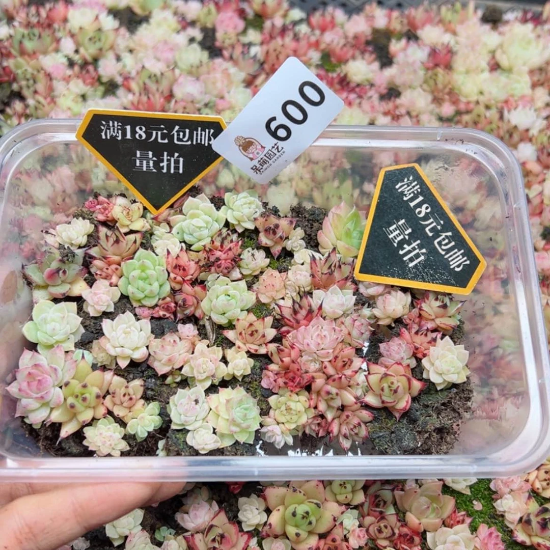 【闪购商品】多肉植物