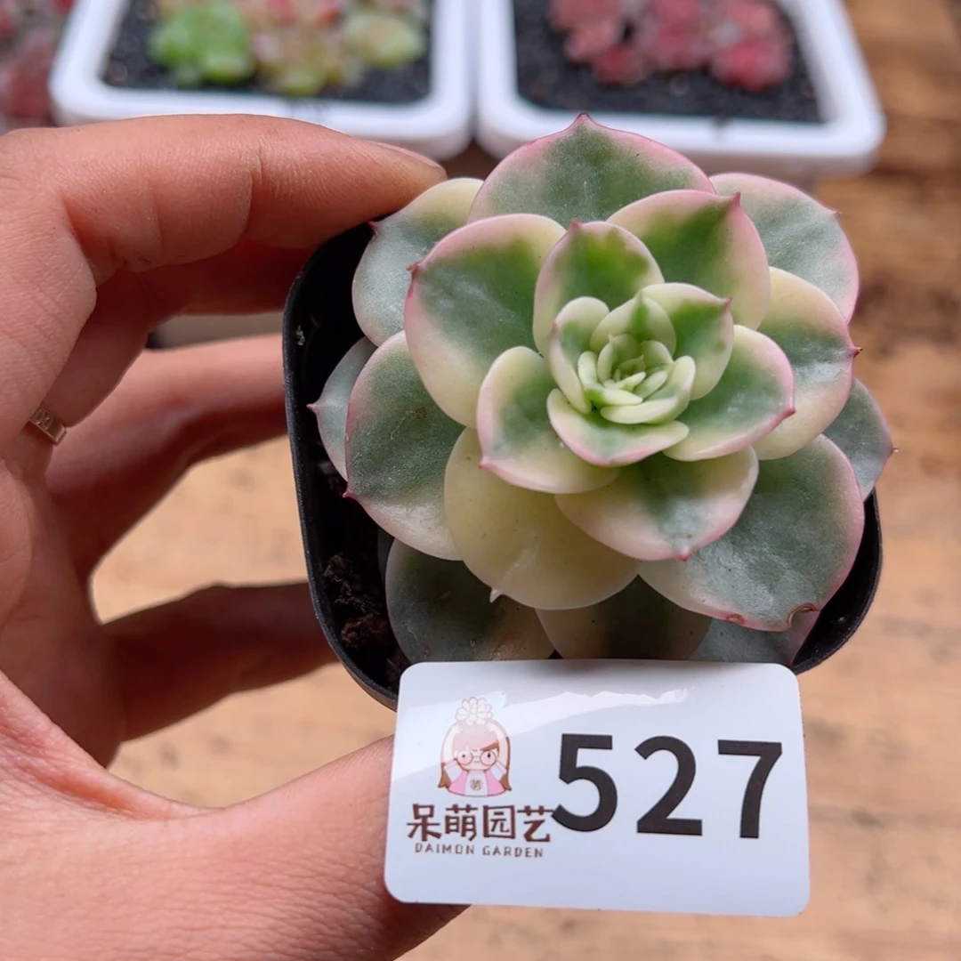 多肉植物多肉植物