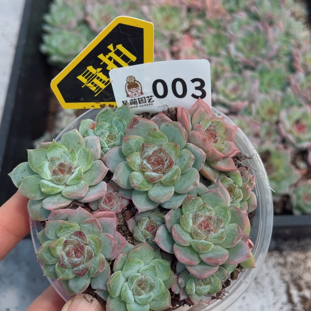多肉植物多肉植物