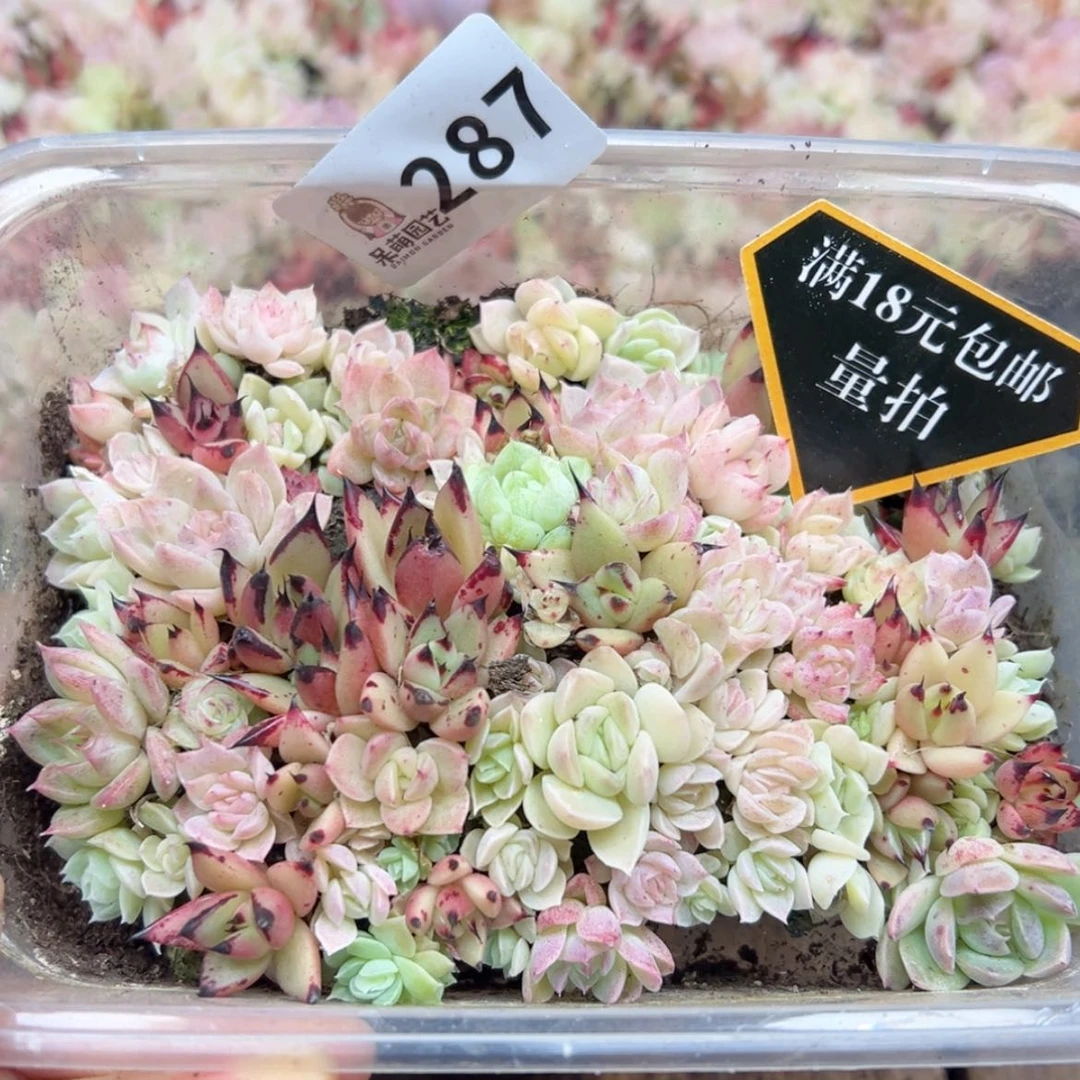【闪购商品】多肉植物