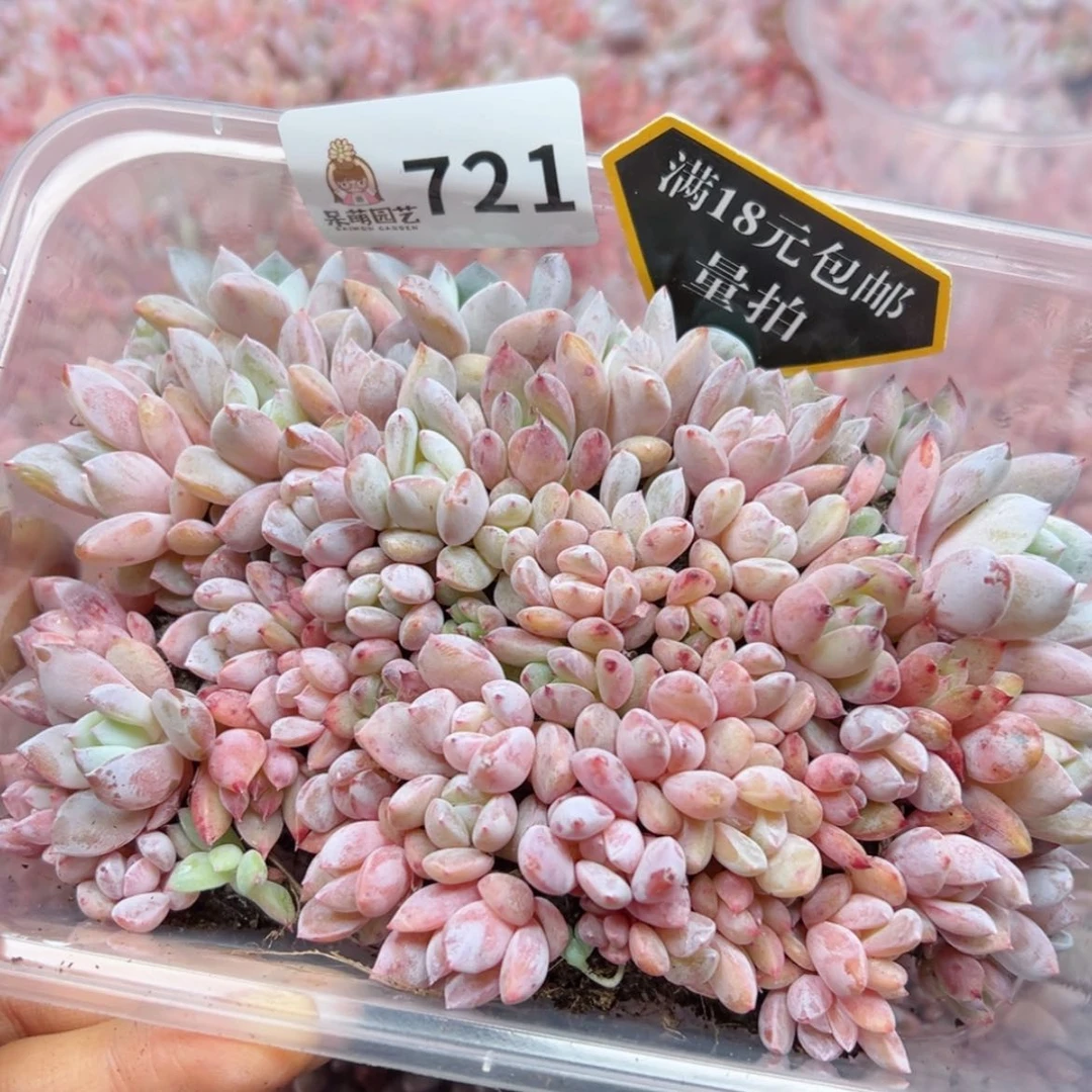 【闪购商品】多肉植物