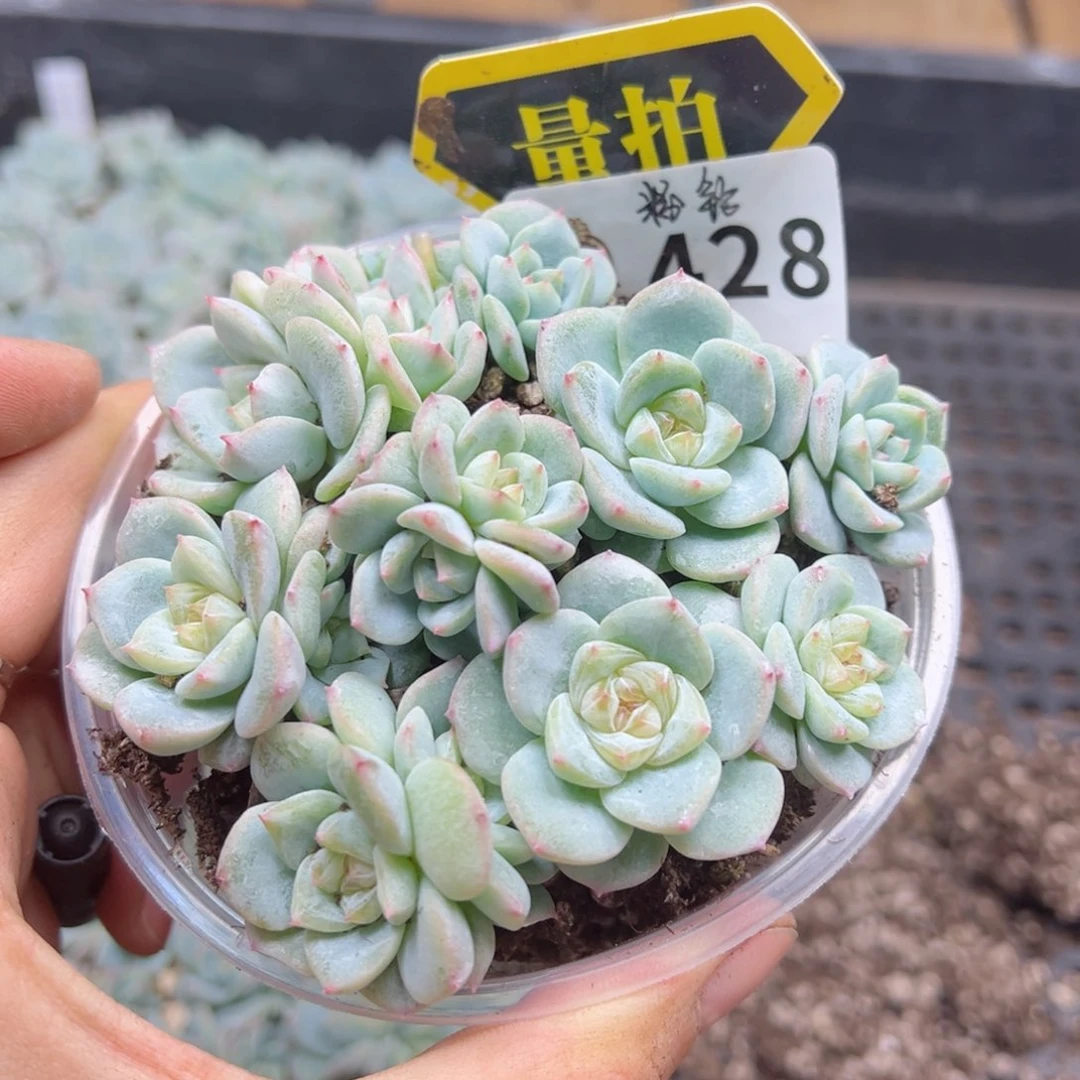 多肉植物多肉植物
