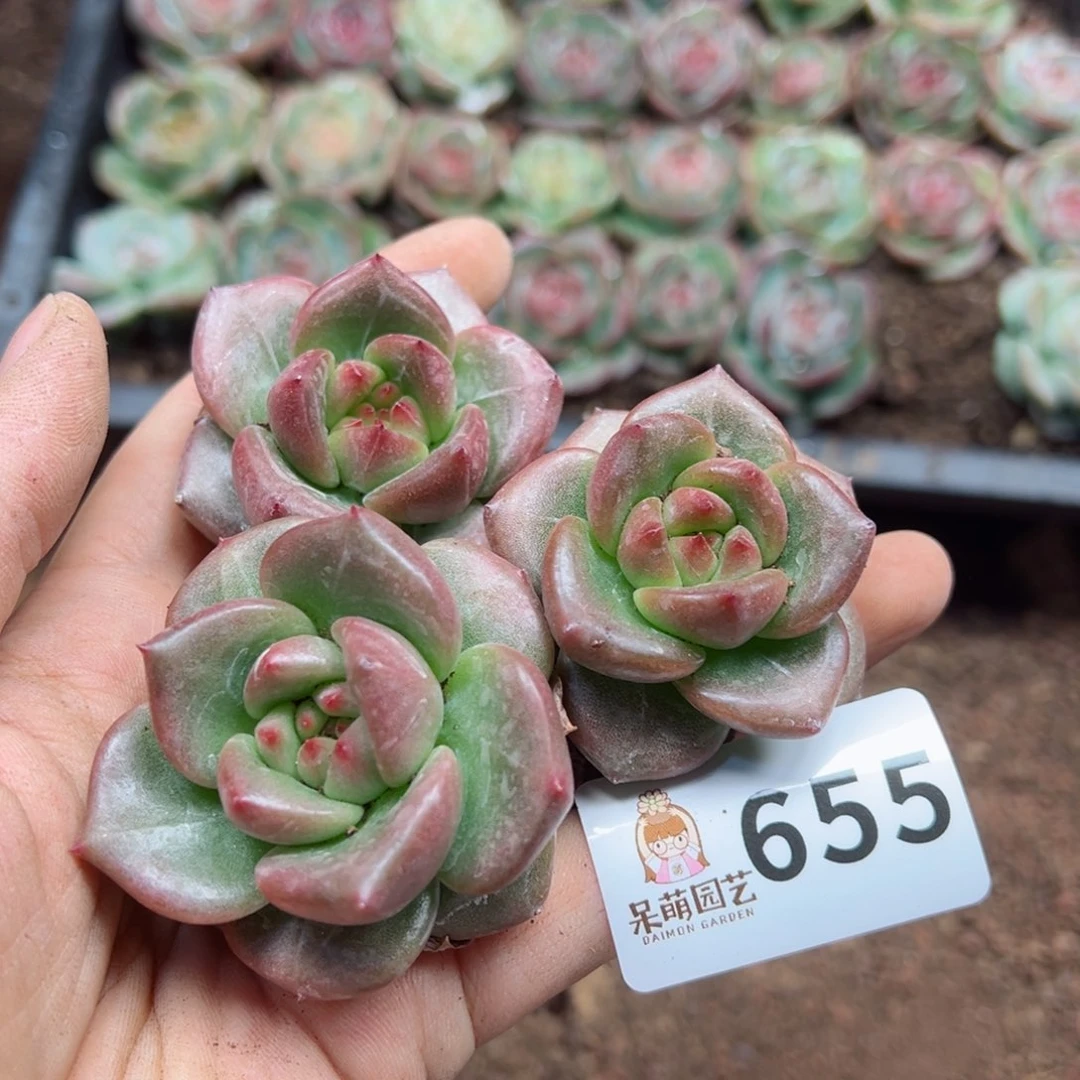 多肉植物多肉植物