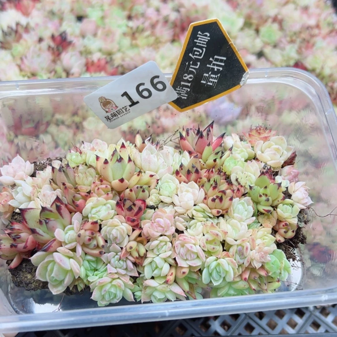 【闪购商品】多肉植物