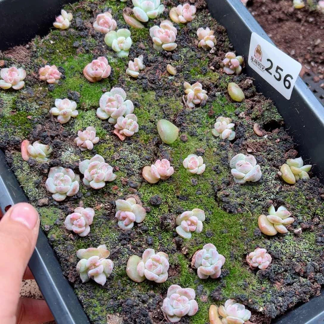 感*多肉植物多肉植物