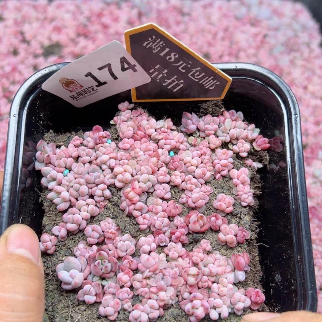 【闪购商品】多肉植物