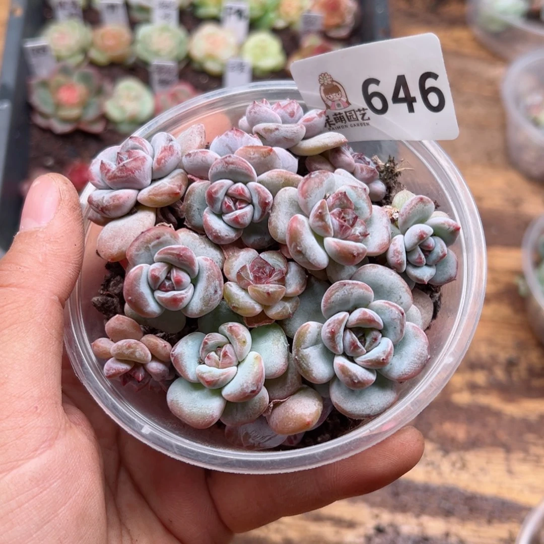 多肉植物多肉植物